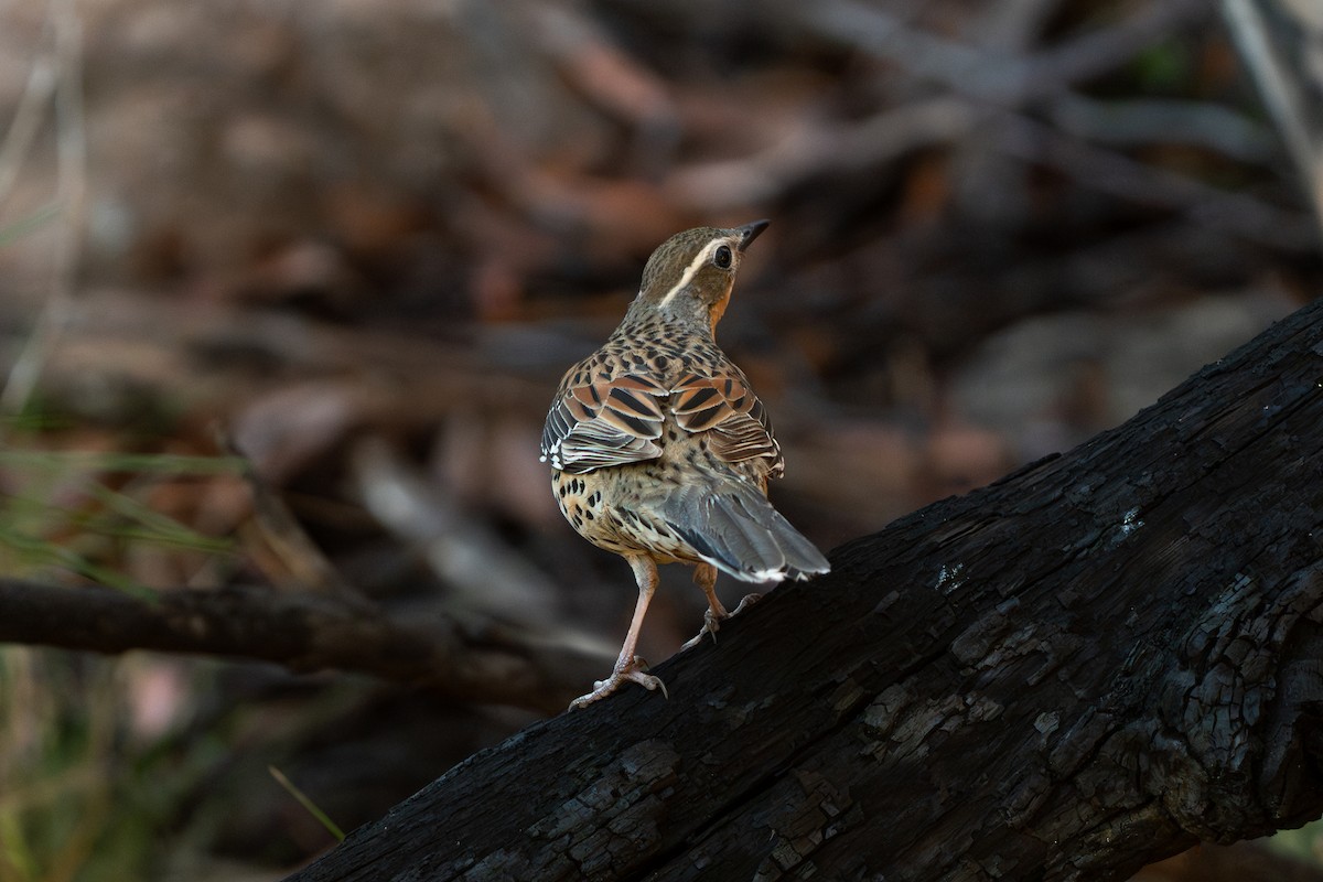 Spotted Quail-thrush - ML642207431