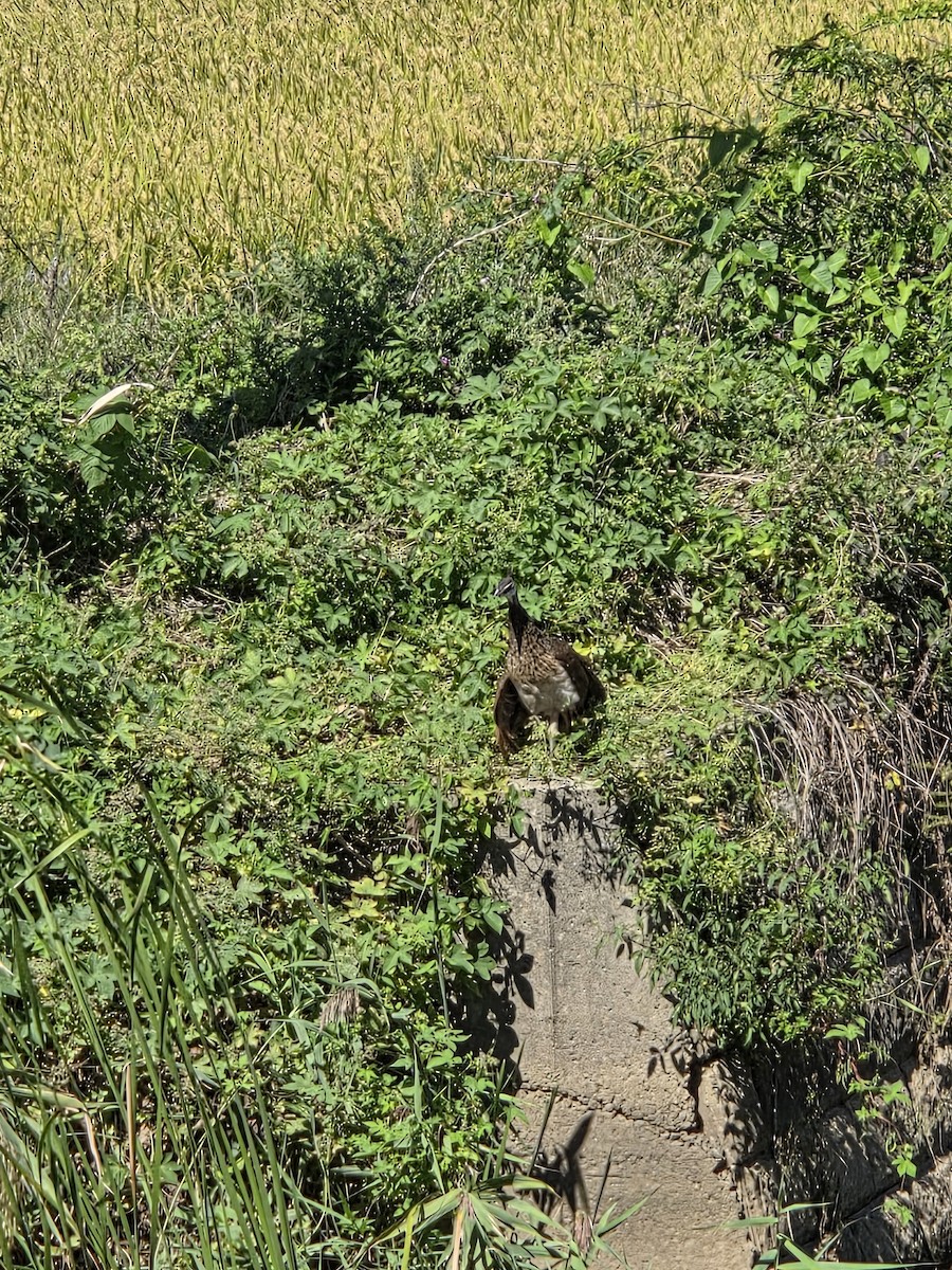 Indian Peafowl - ML642207447
