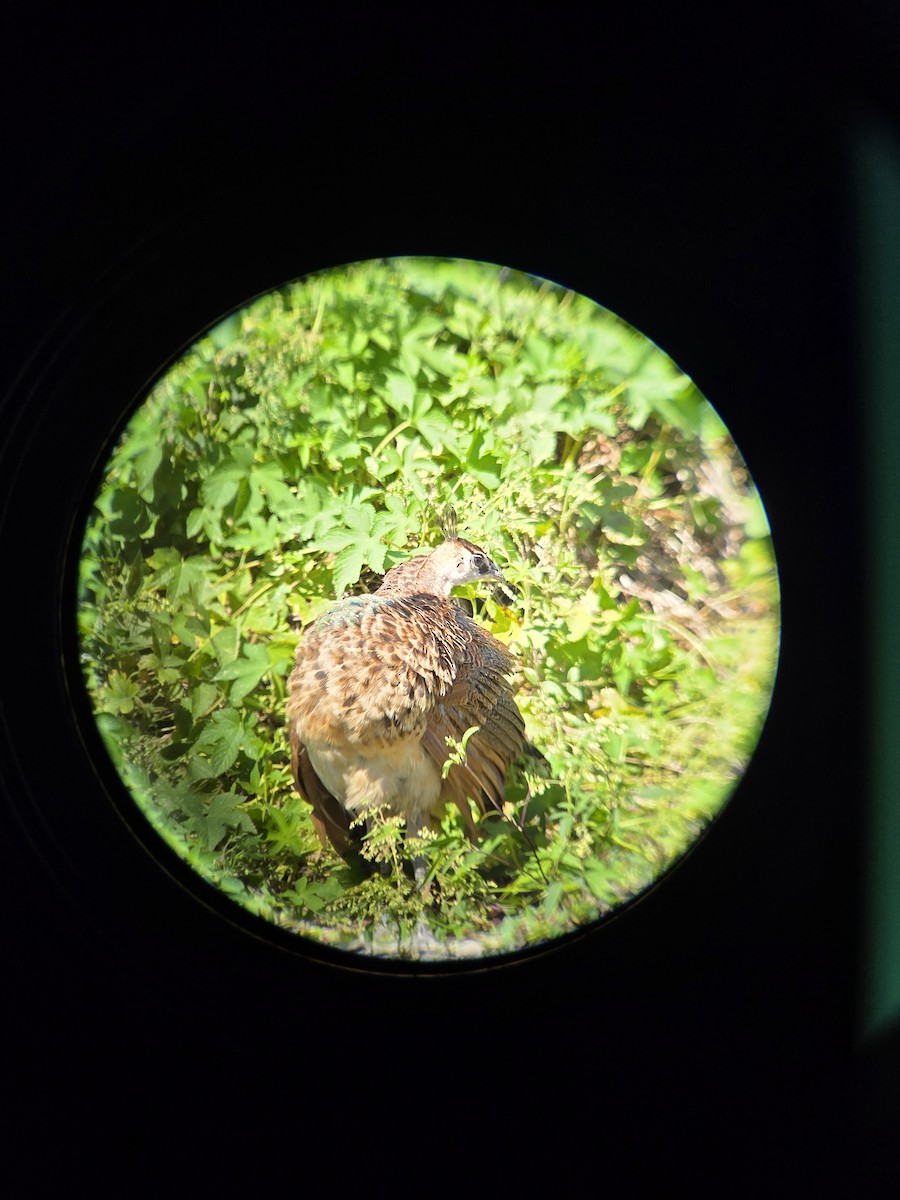 Indian Peafowl - ML642207448
