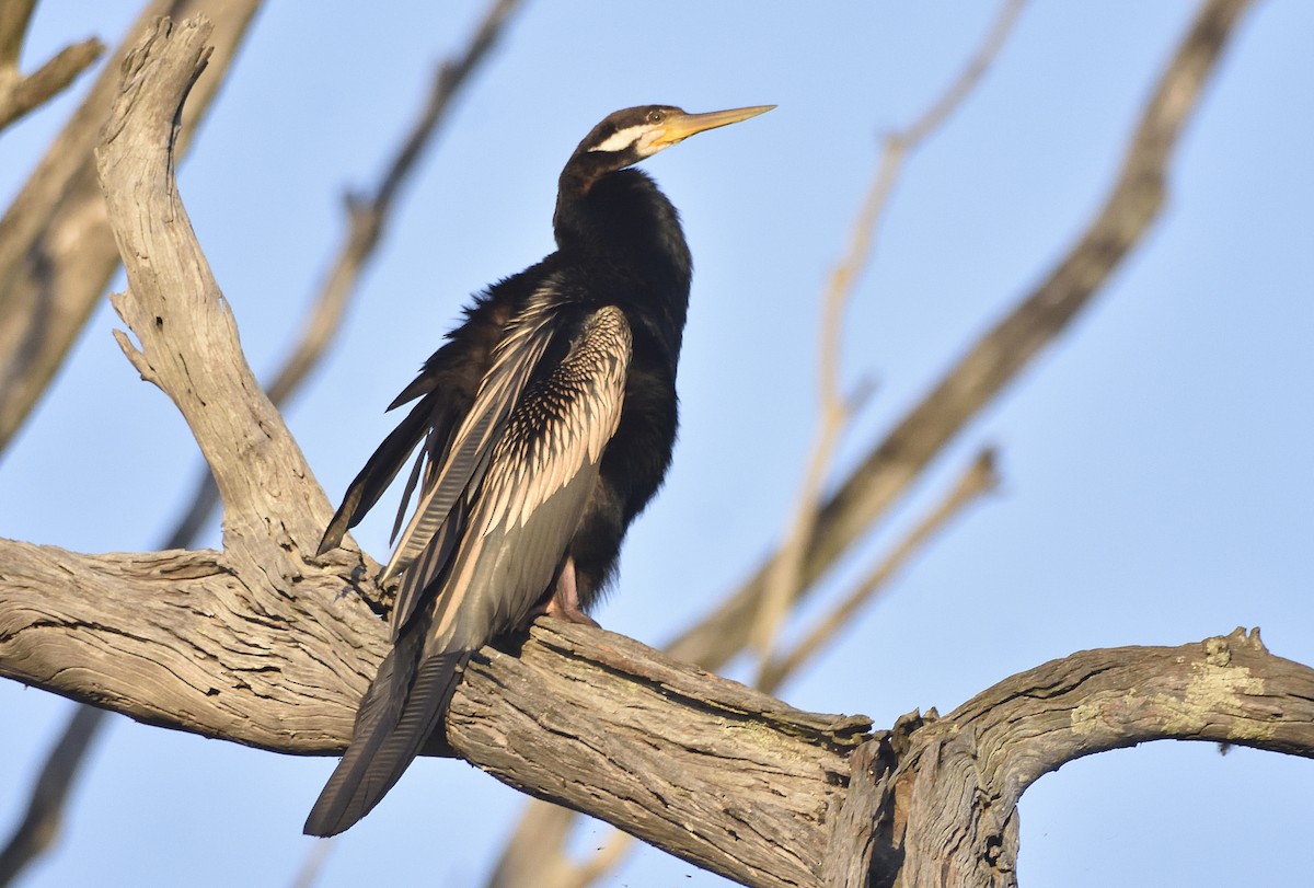 Australasian Darter - ML642207475