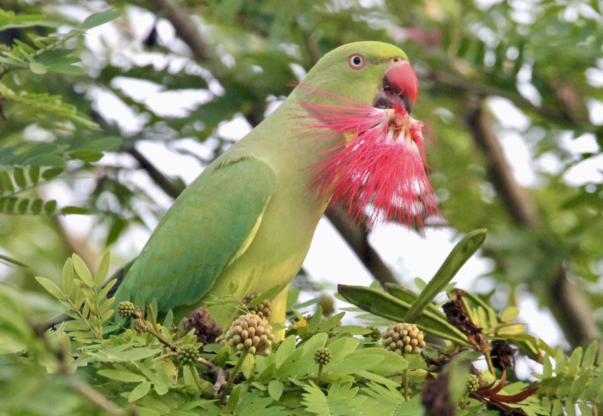 Rose-ringed Parakeet - ML642207490
