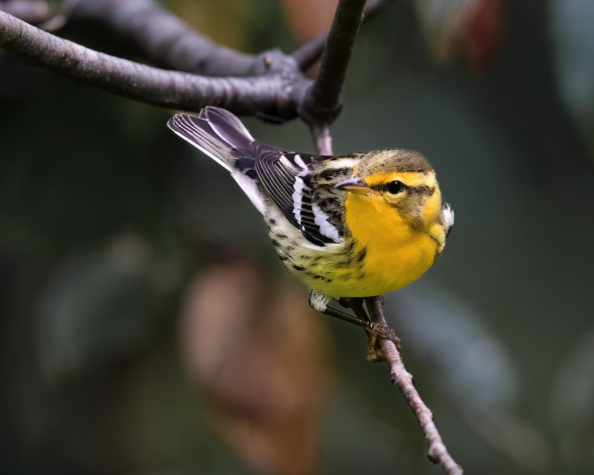Blackburnian Warbler - ML642207501