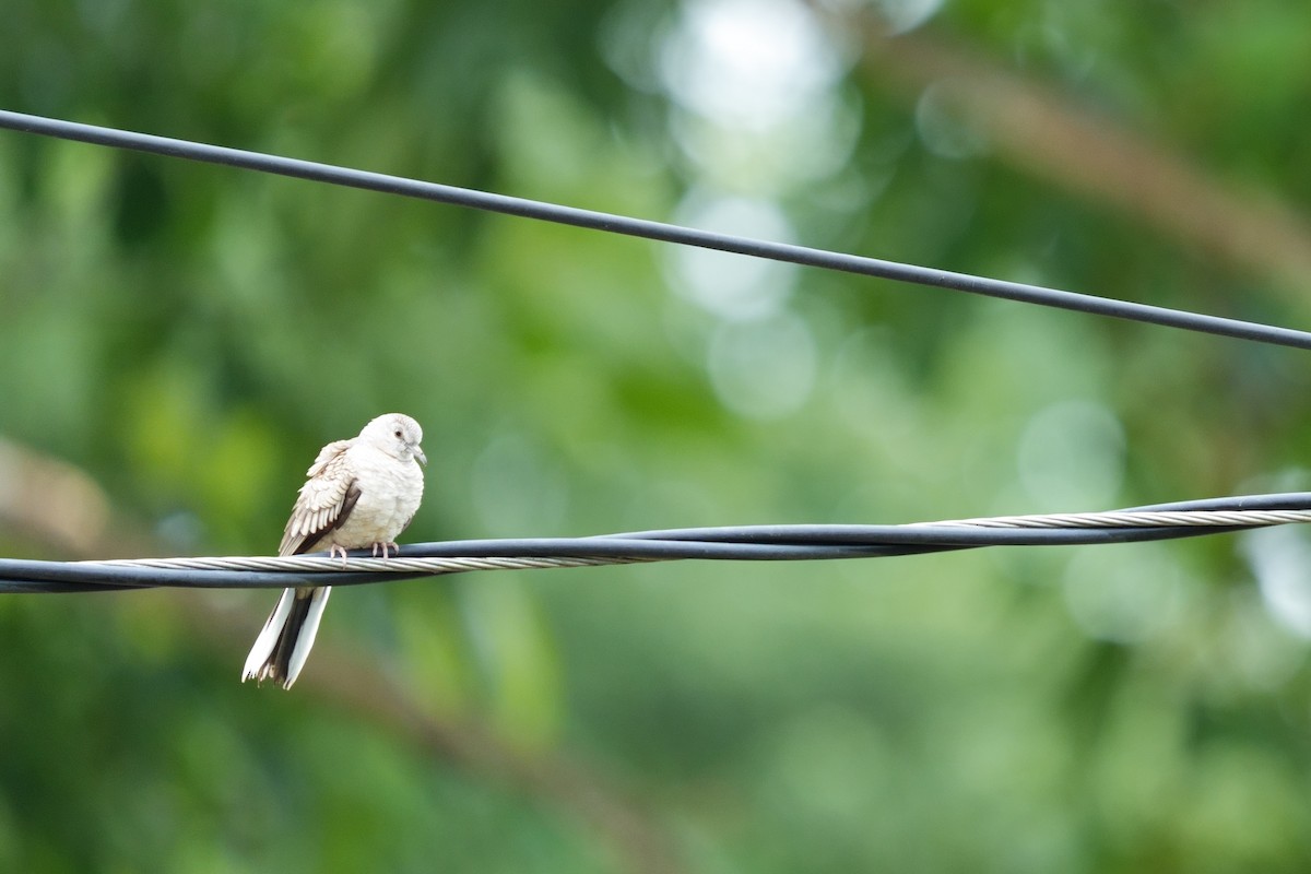 Inca Dove - ML642207508