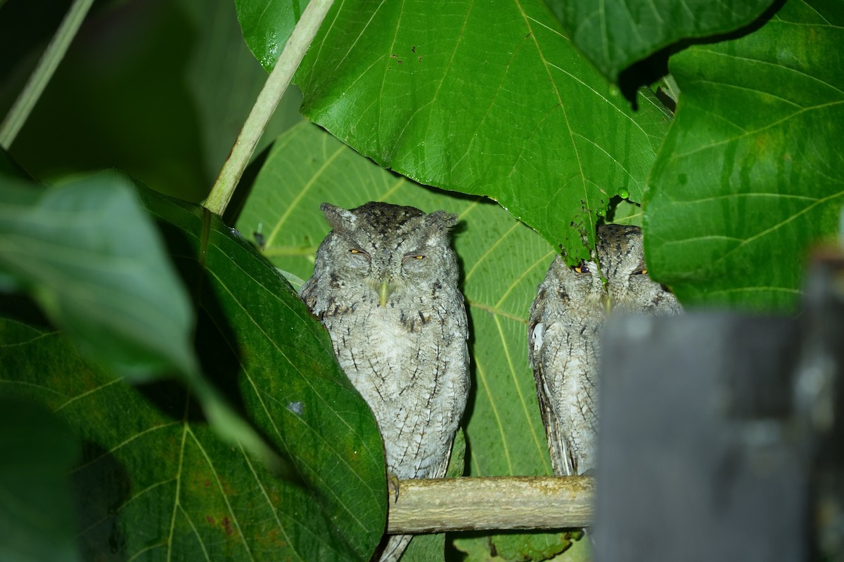 Pacific Screech-Owl - ML642207519