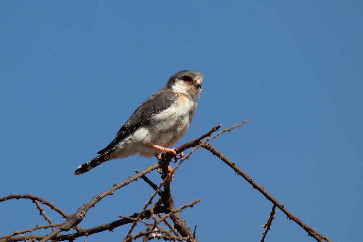 Pygmy Falcon - ML642207525