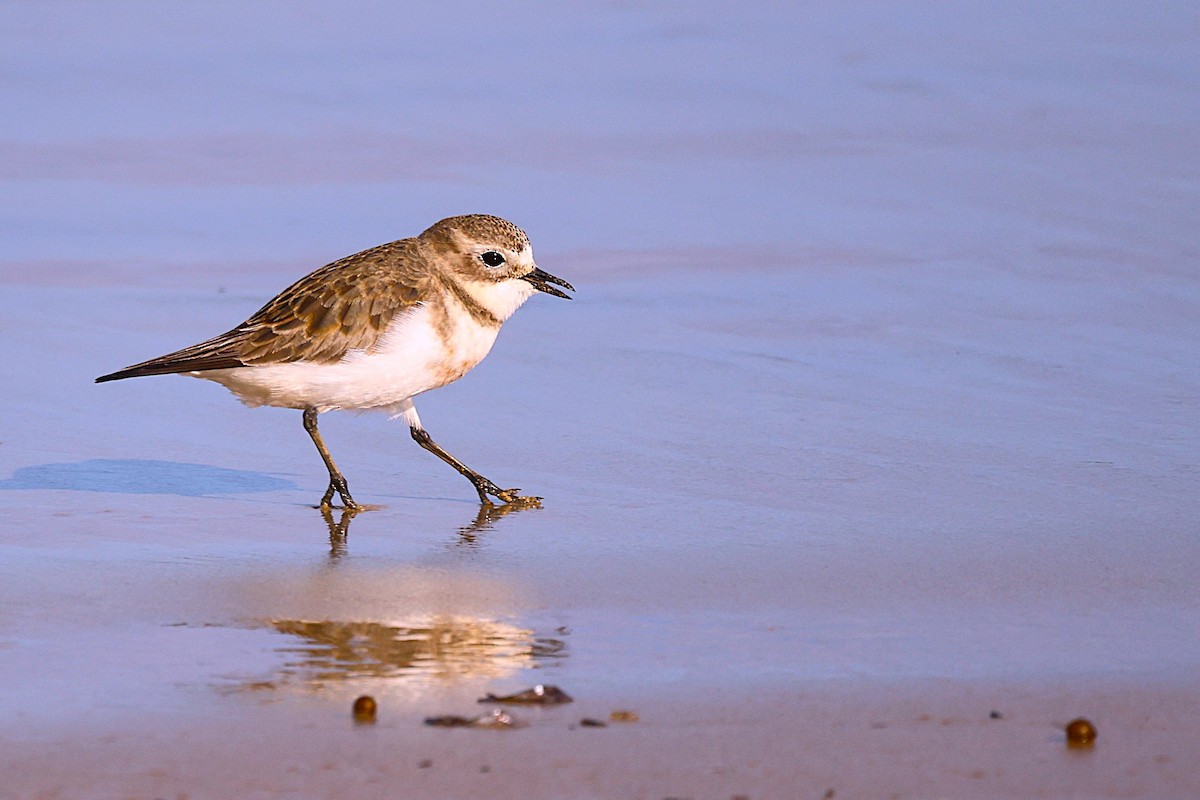 Double-banded Plover - ML642207532