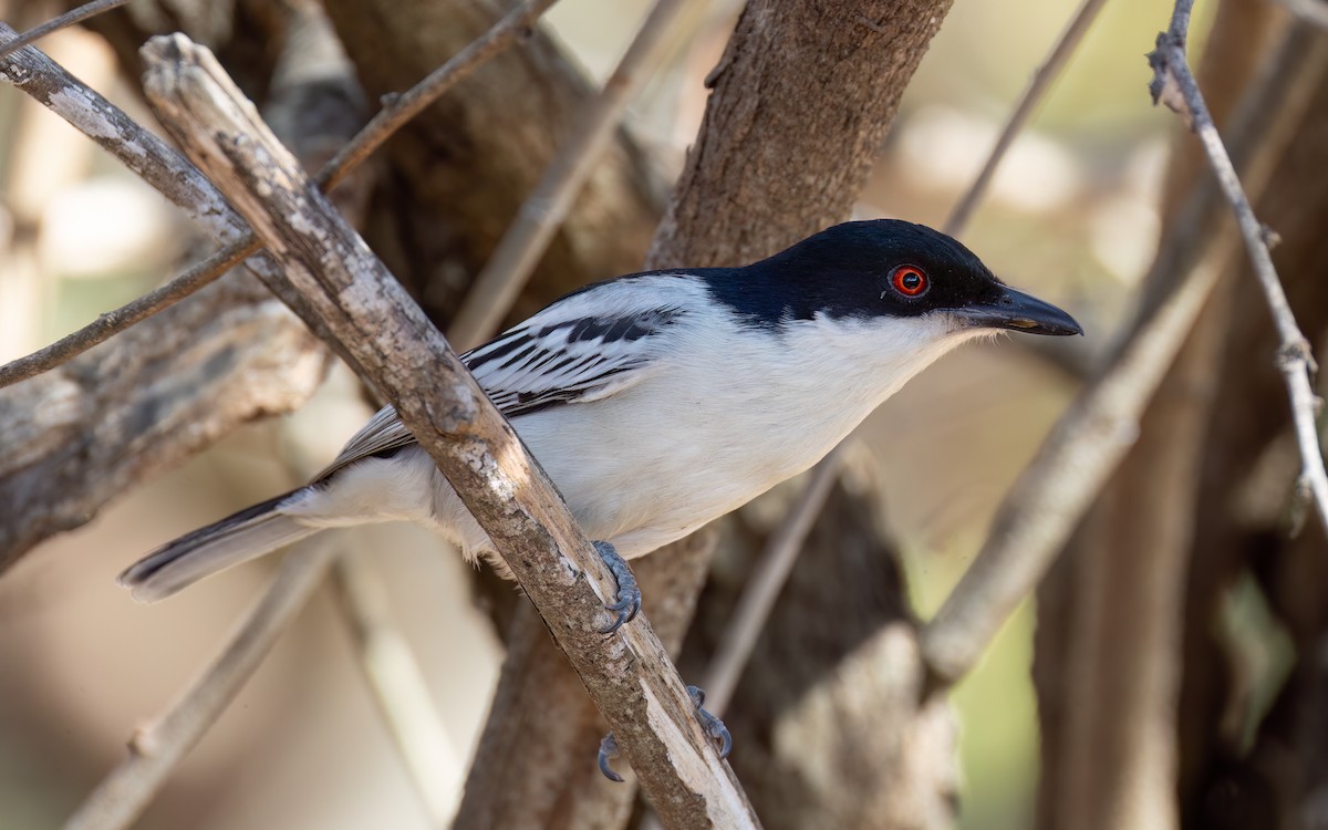 Black-backed Puffback - ML642207534
