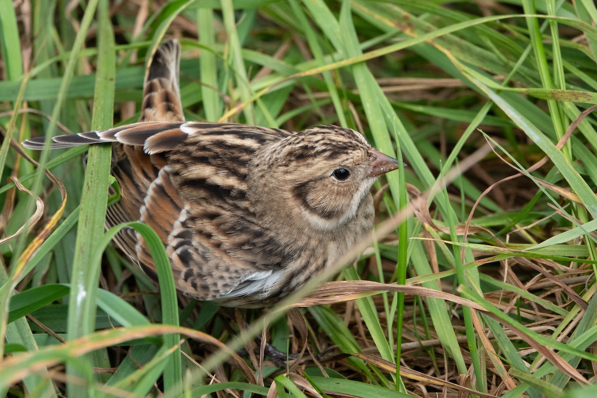 eBird Checklist - 19 Sep 2025 - Moses H. Cone Memorial Park - 11 species