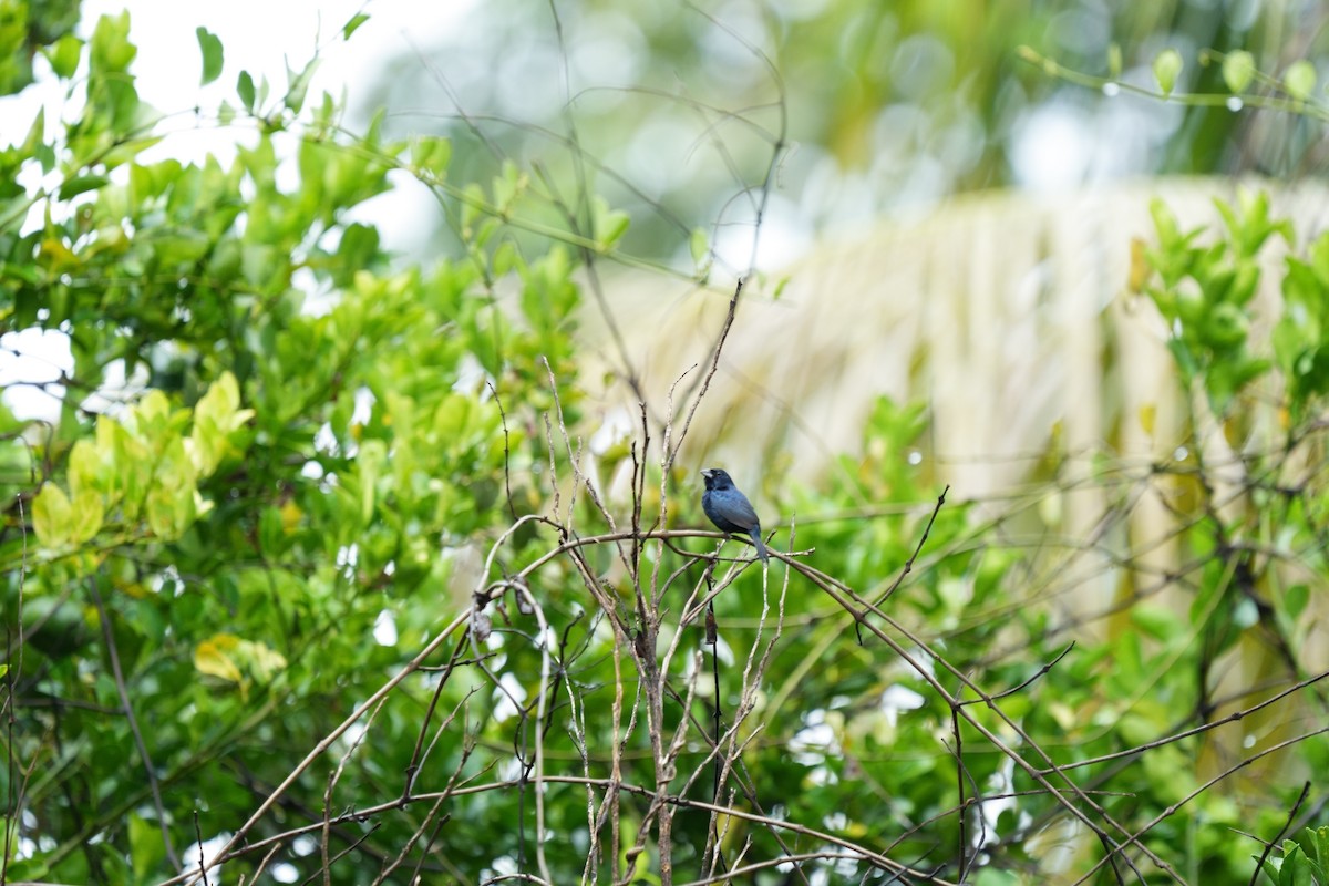 Meksika Çivit Kocabaşı - ML642207581