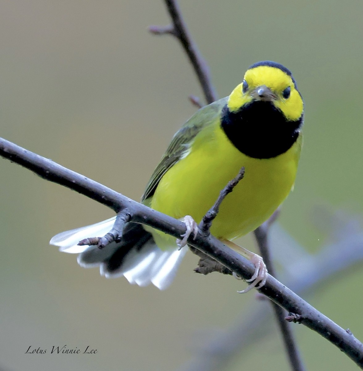 Hooded Warbler - ML642207602