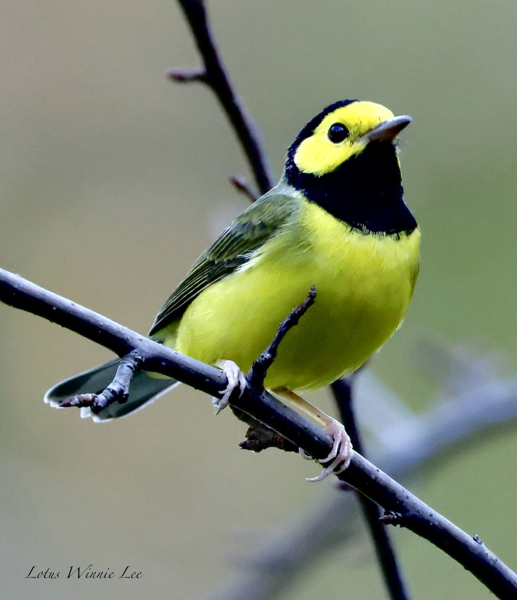 Hooded Warbler - ML642207603