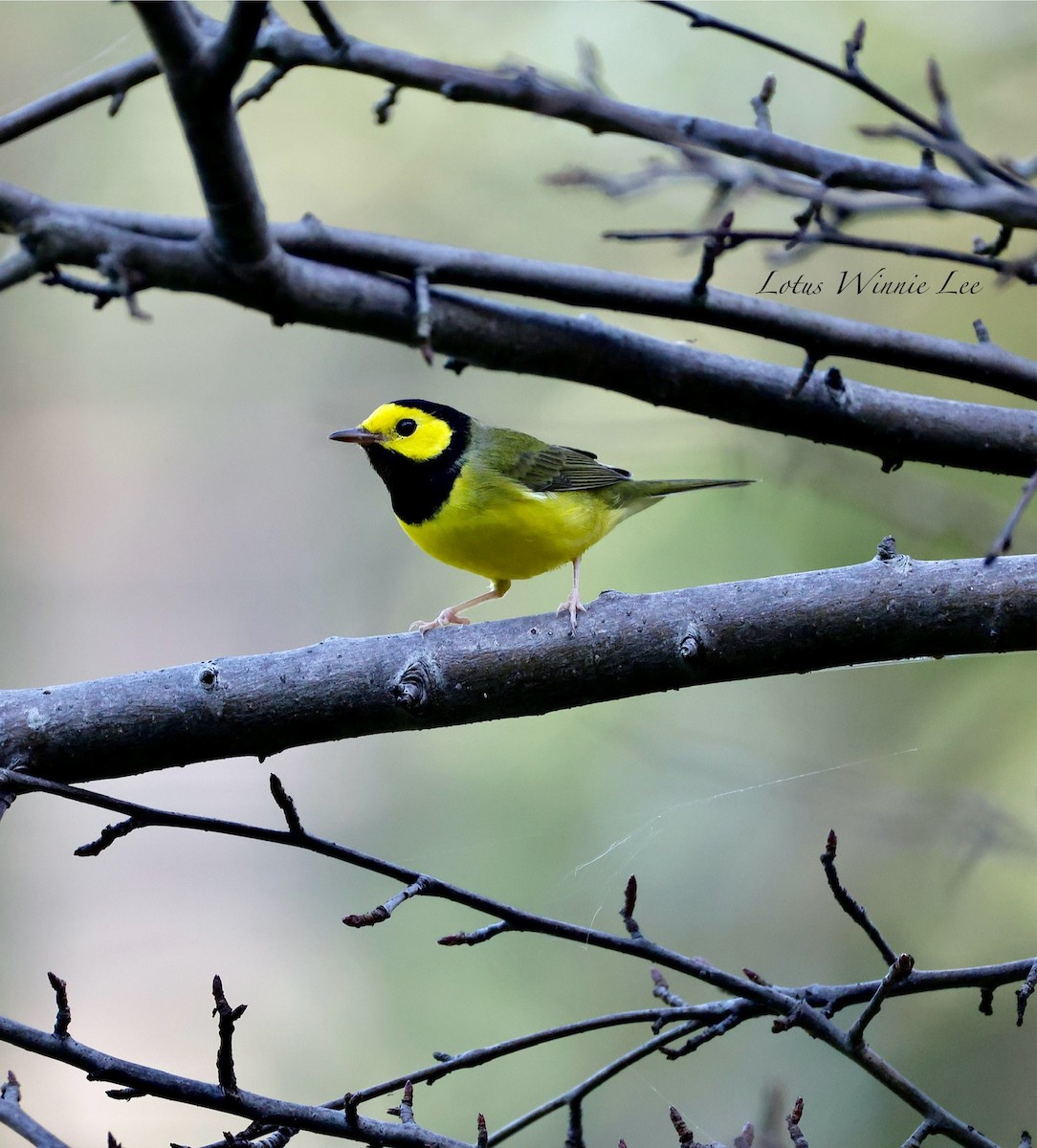 Hooded Warbler - ML642207604