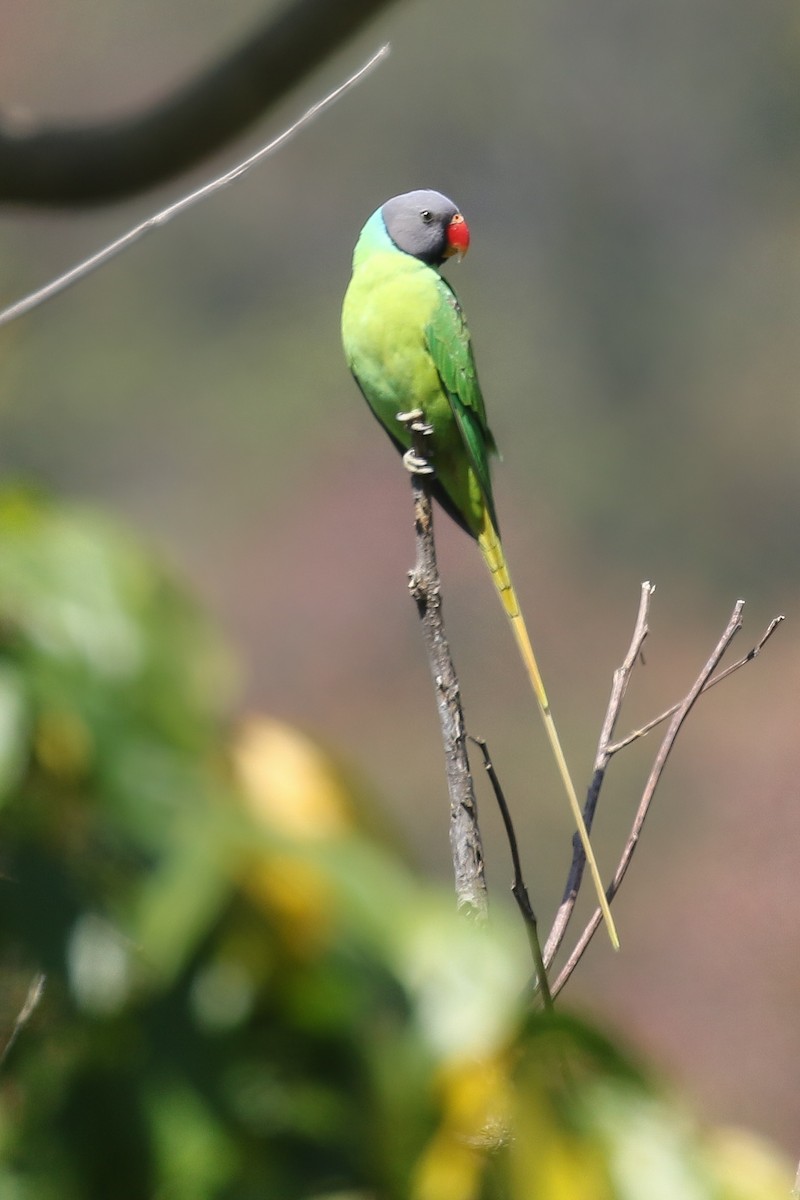 Gray-headed Parakeet - ML642207620