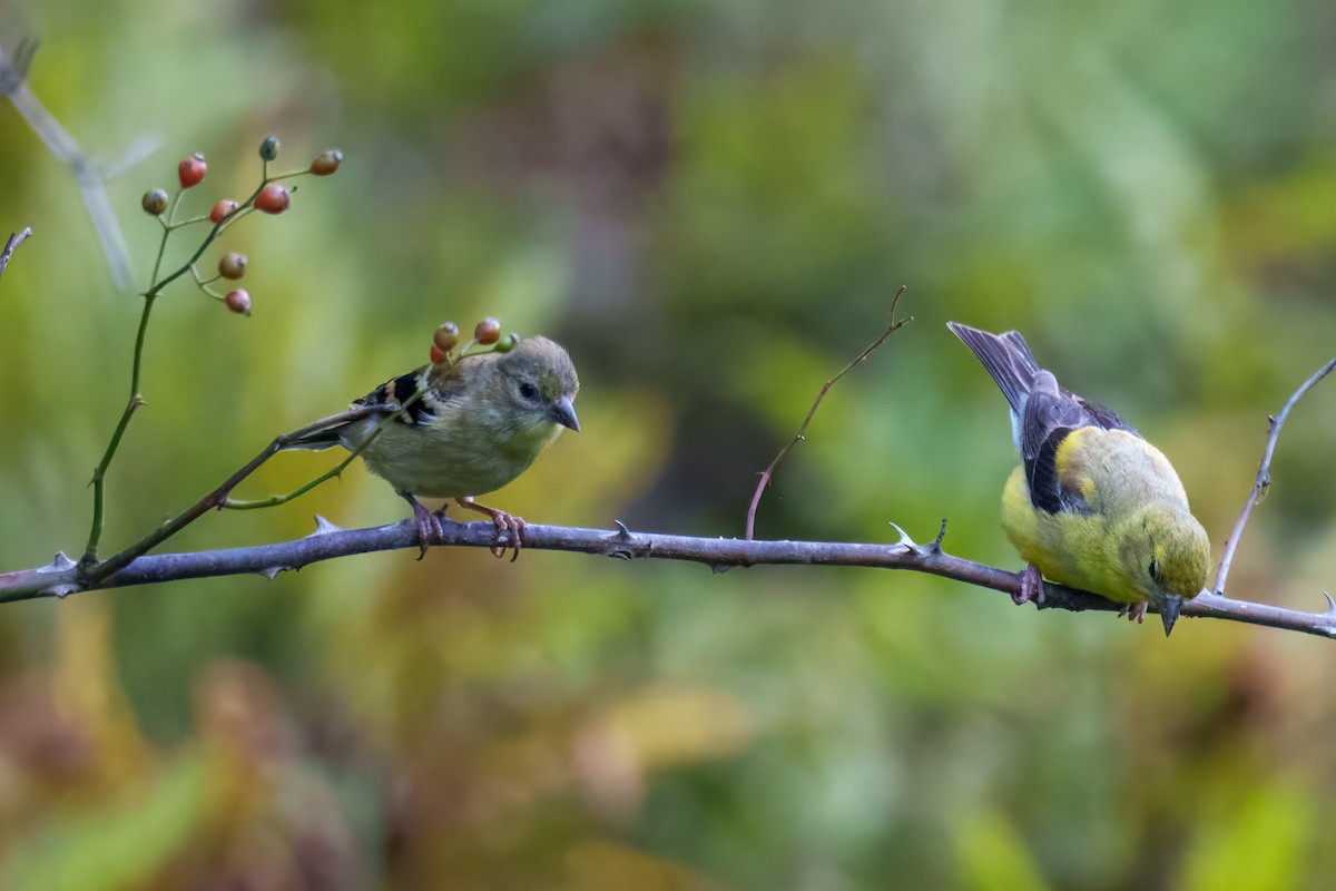 American Goldfinch - ML642207625