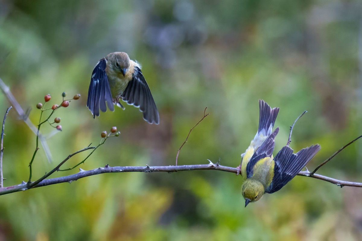 American Goldfinch - ML642207627