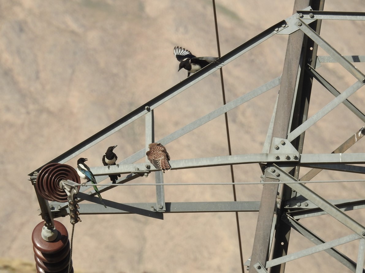 Алаг шаазгай - ML642207634