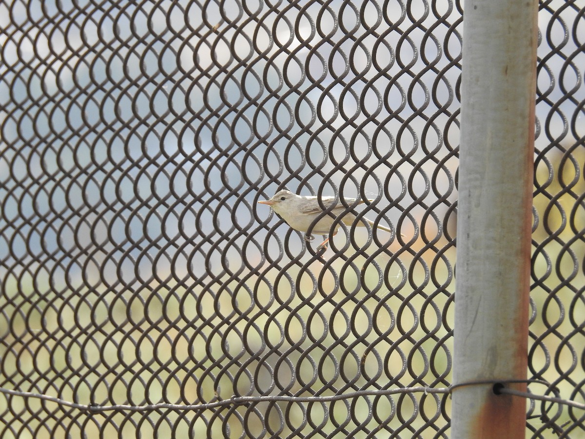 Eastern Olivaceous Warbler - ML642207636