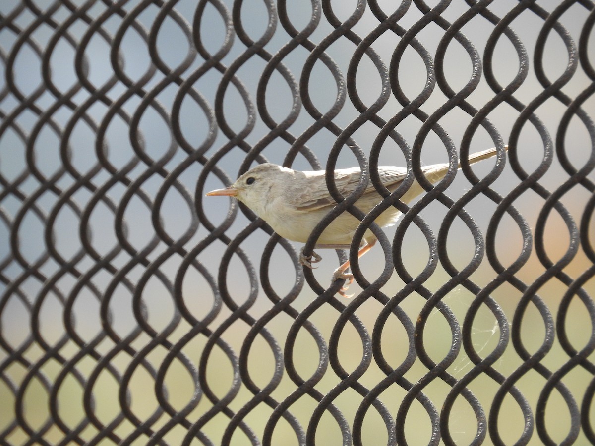 Eastern Olivaceous Warbler - ML642207637