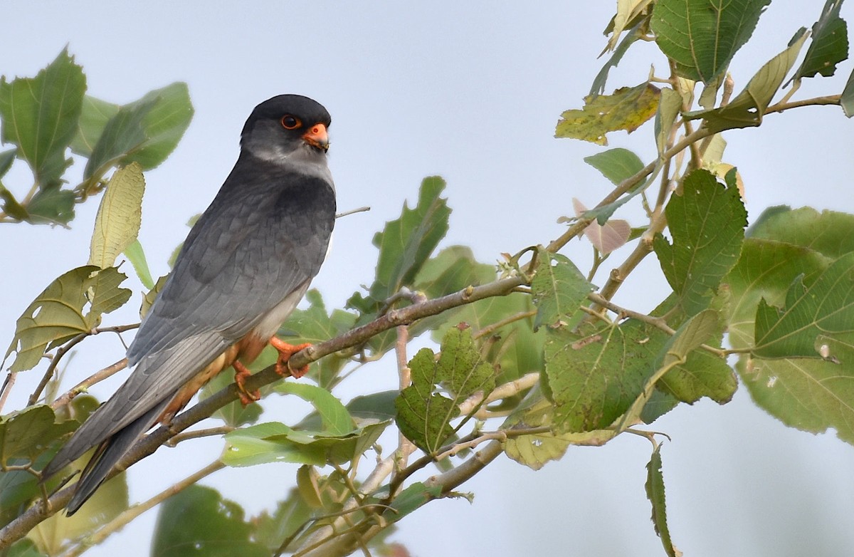 Falco dell'Amur - ML642207638