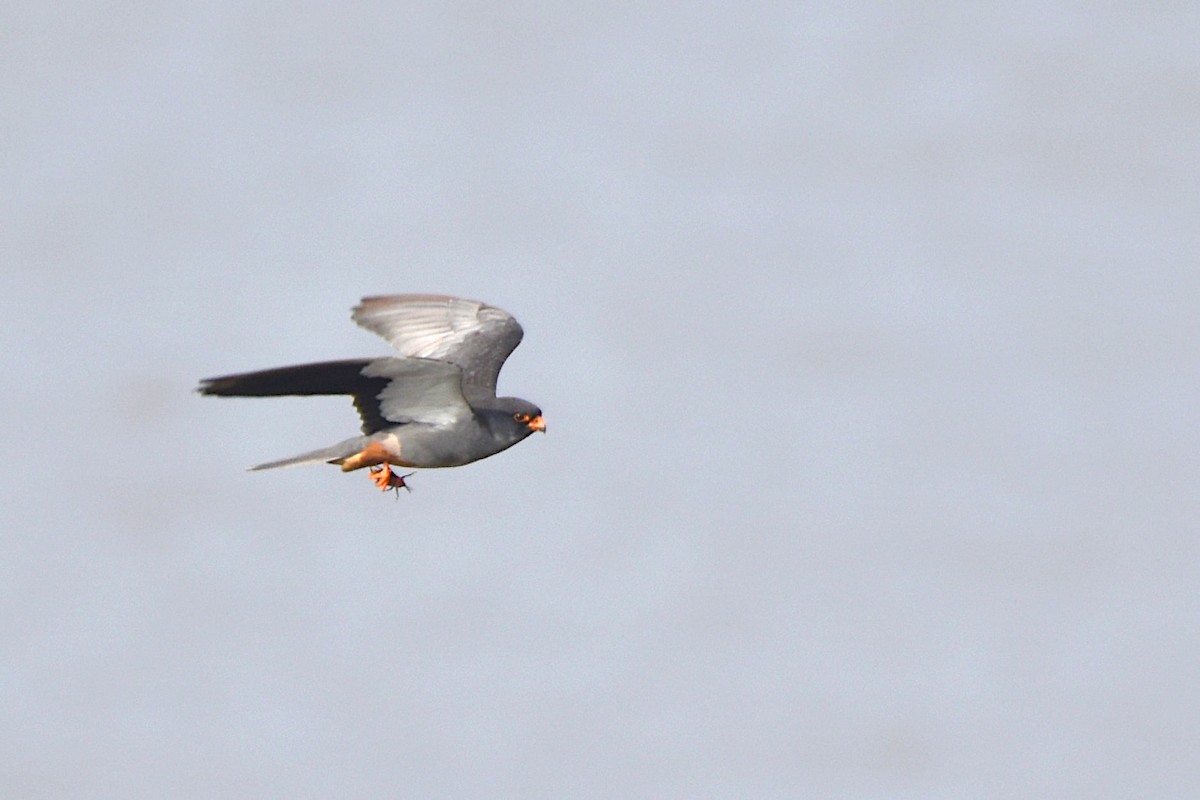 Falco dell'Amur - ML642207639