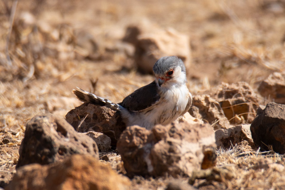 Pygmy Falcon - ML642207649