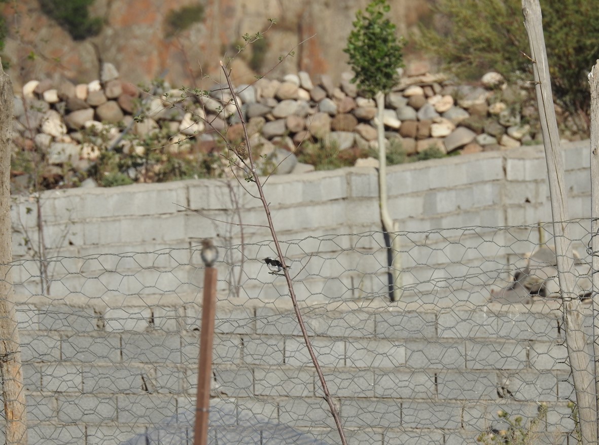 Pied Wheatear - ML642207650