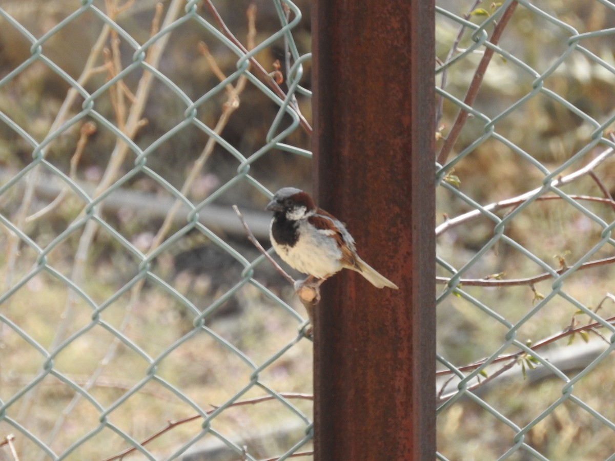 Оронгийн бор шувуу - ML642207651