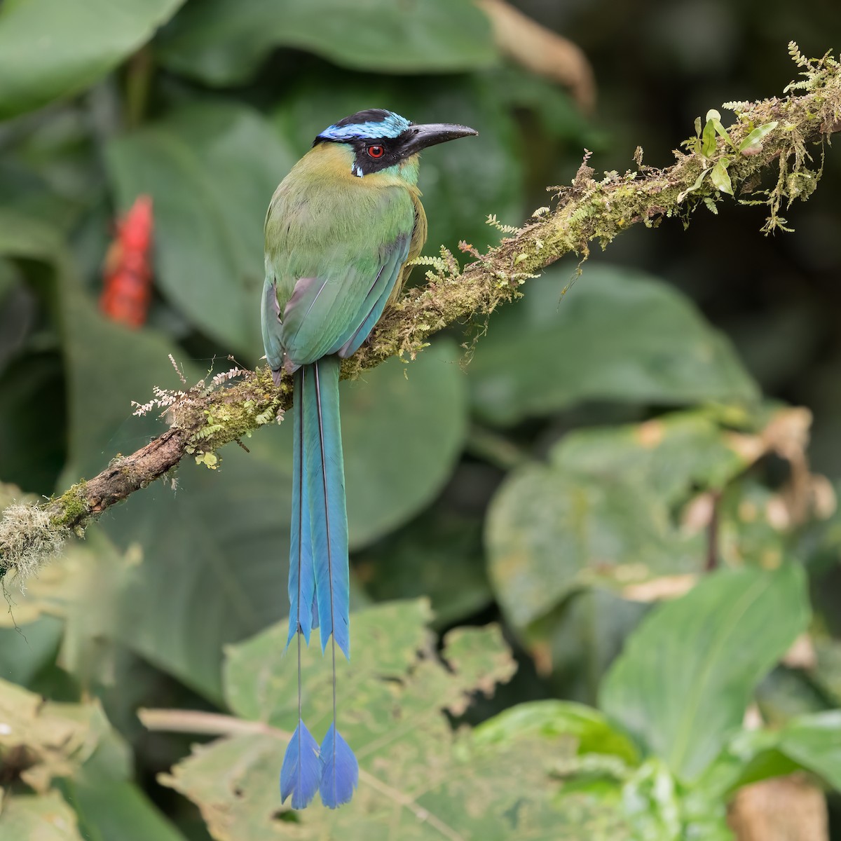 Andean Motmot - ML642207702