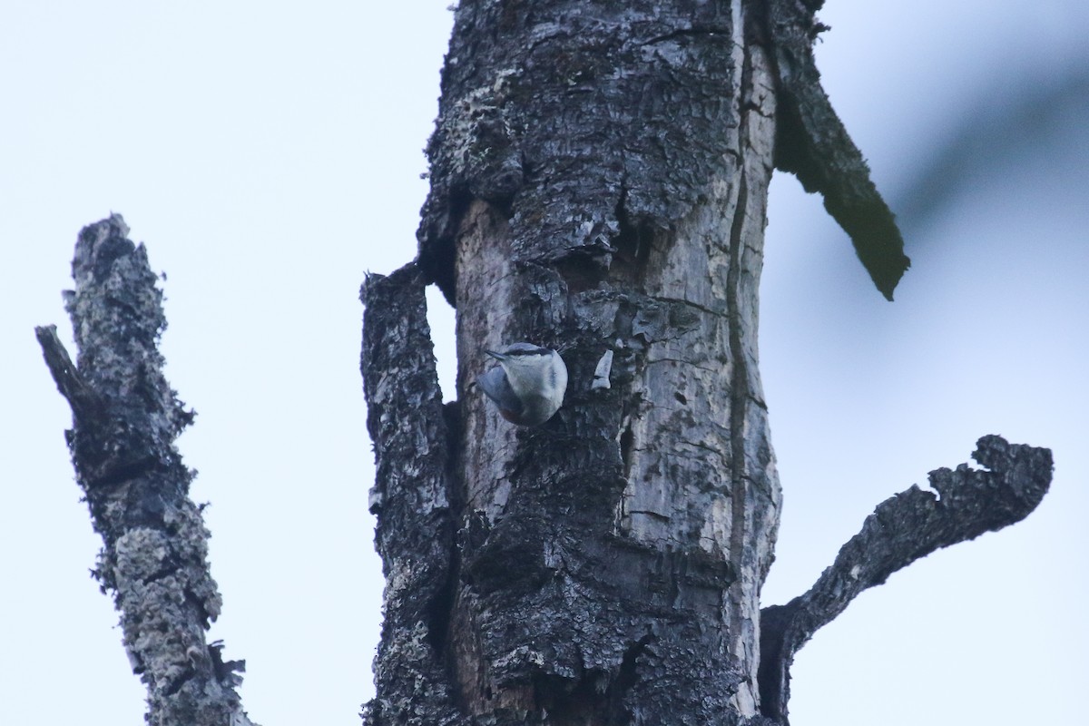 Chestnut-vented Nuthatch - ML642207706