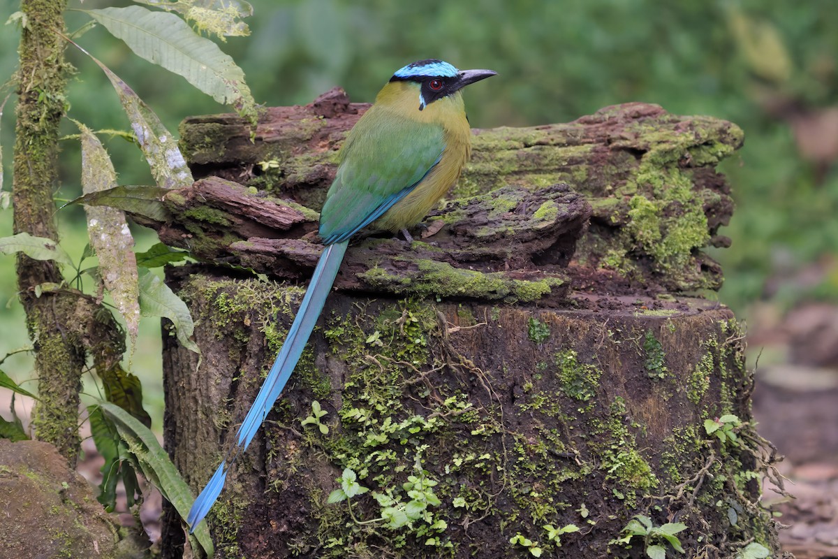 Andean Motmot - ML642207711