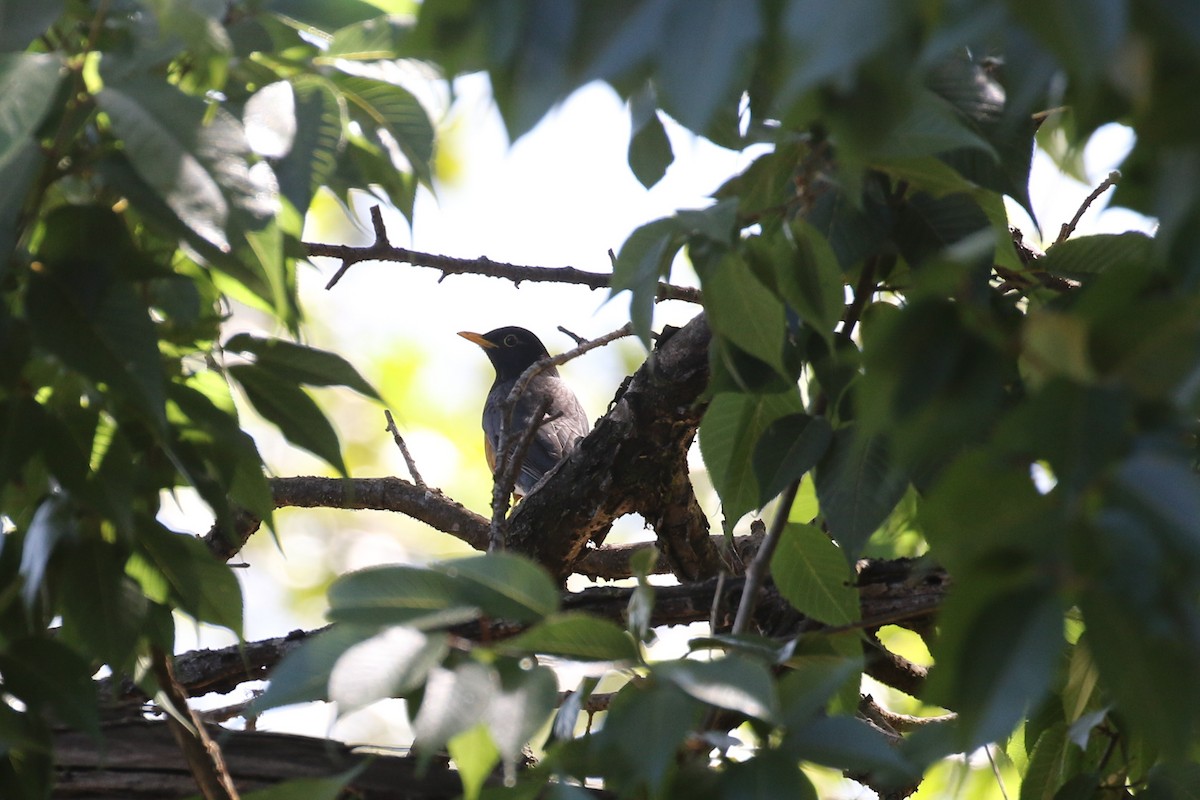 Black-breasted Thrush - ML642207722