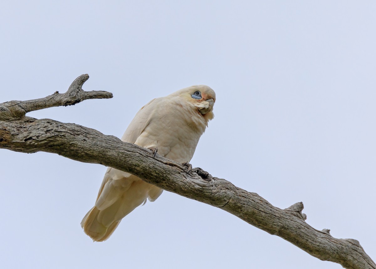 Cacatoès corella - ML642207729