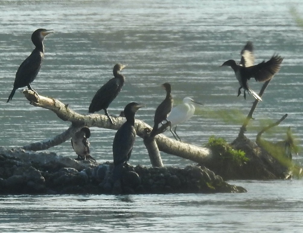 Grand Cormoran - ML642207731
