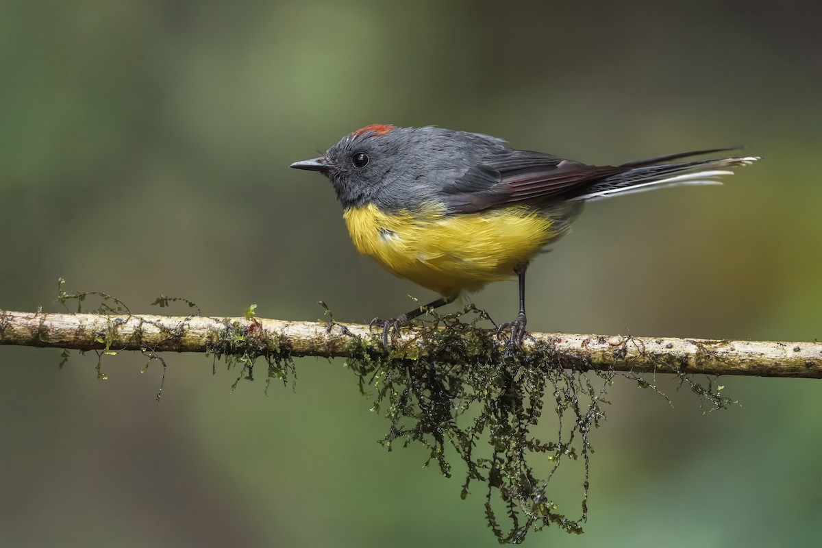 Slate-throated Redstart - ML642207738