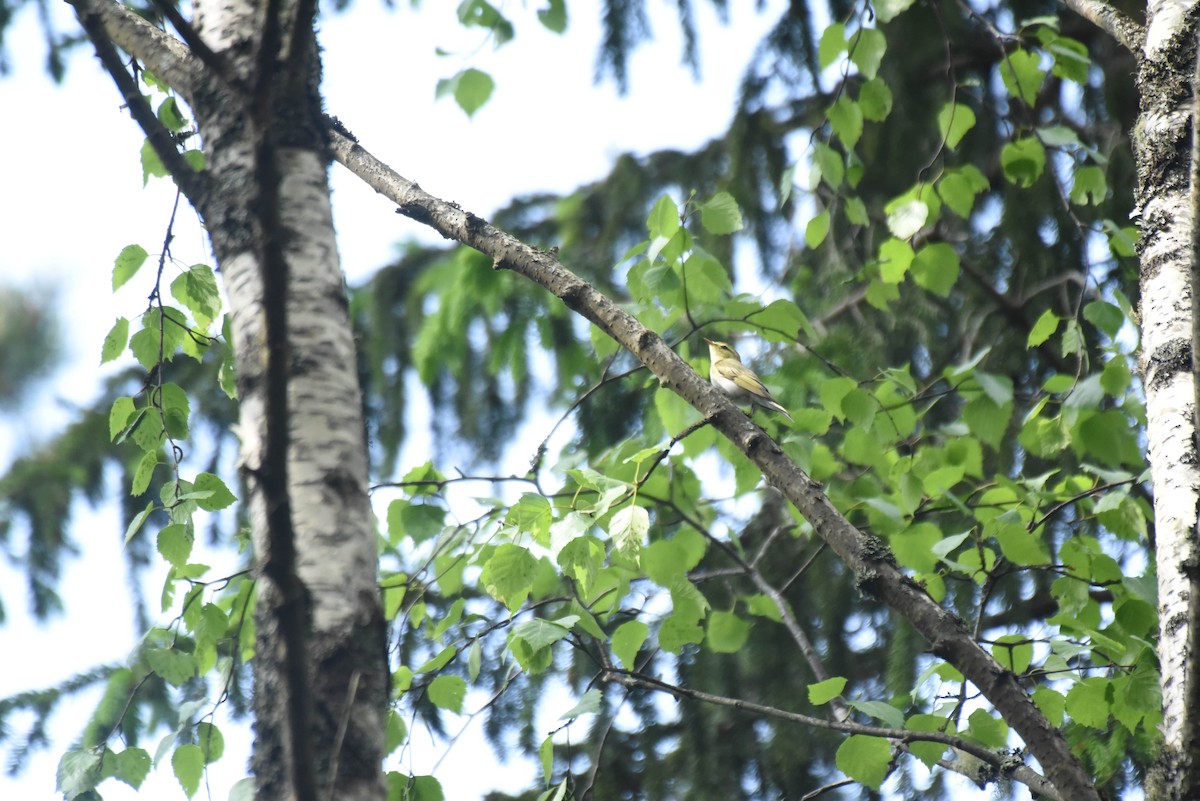 Wood Warbler - ML642207743