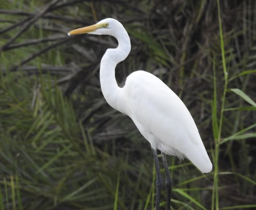 Grande Aigrette - ML642207747