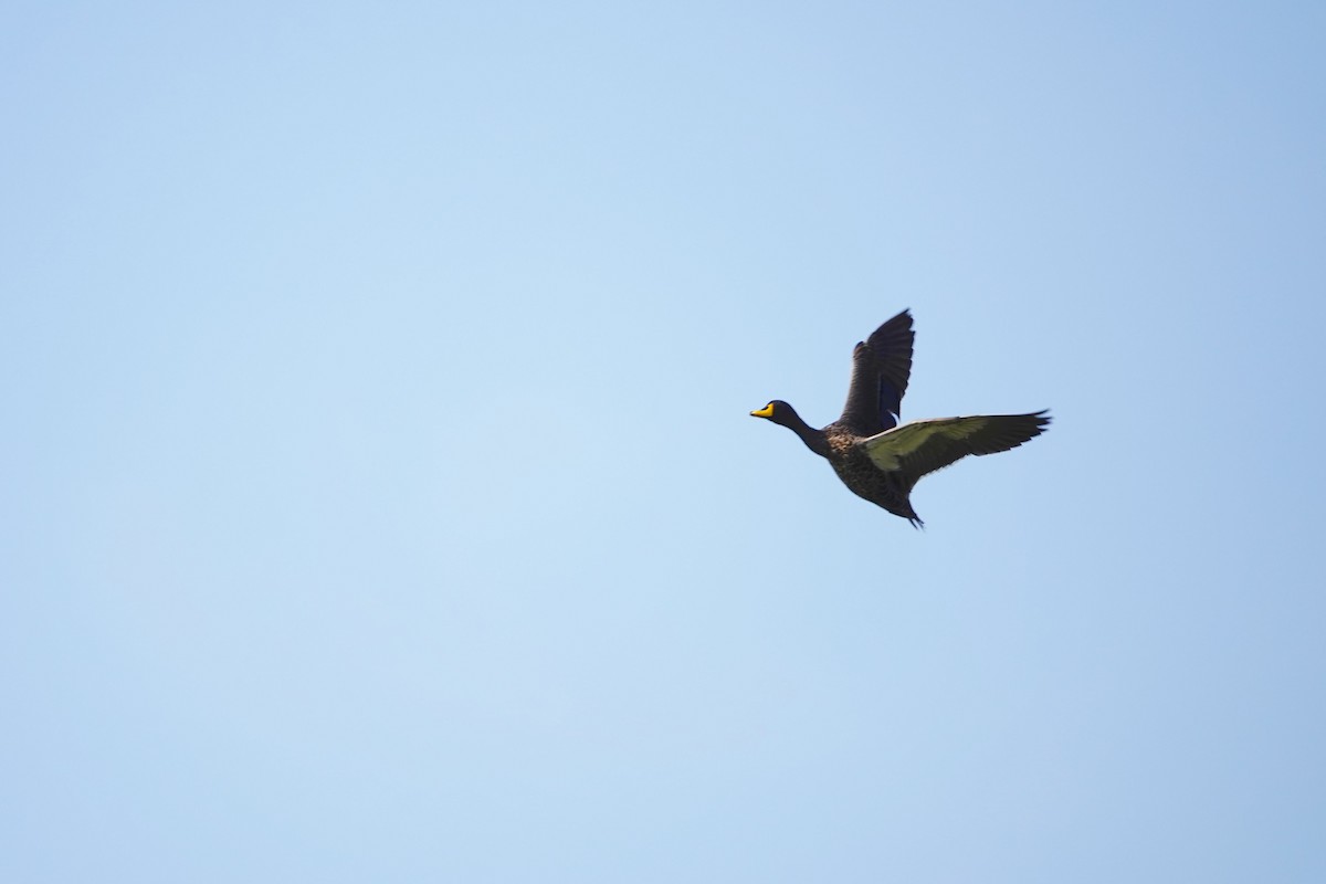 Canard à bec jaune - ML642207750