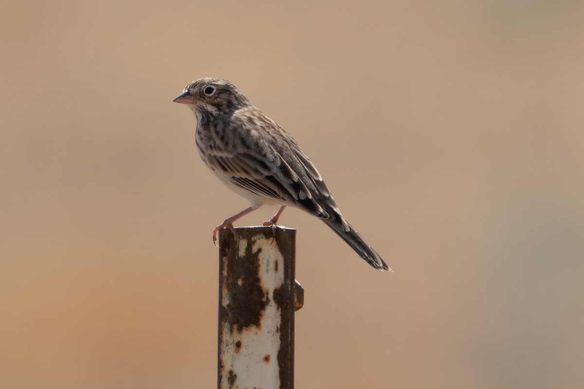 Vesper Sparrow - ML642207763