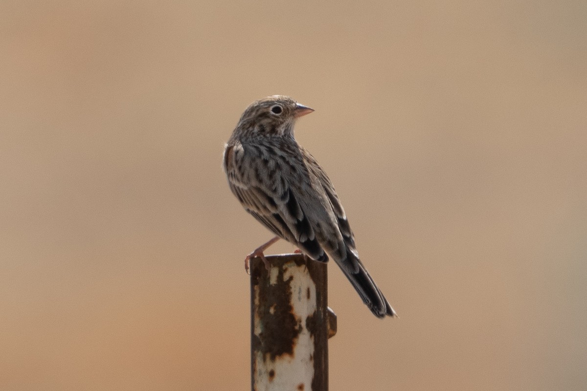 Vesper Sparrow - ML642207764