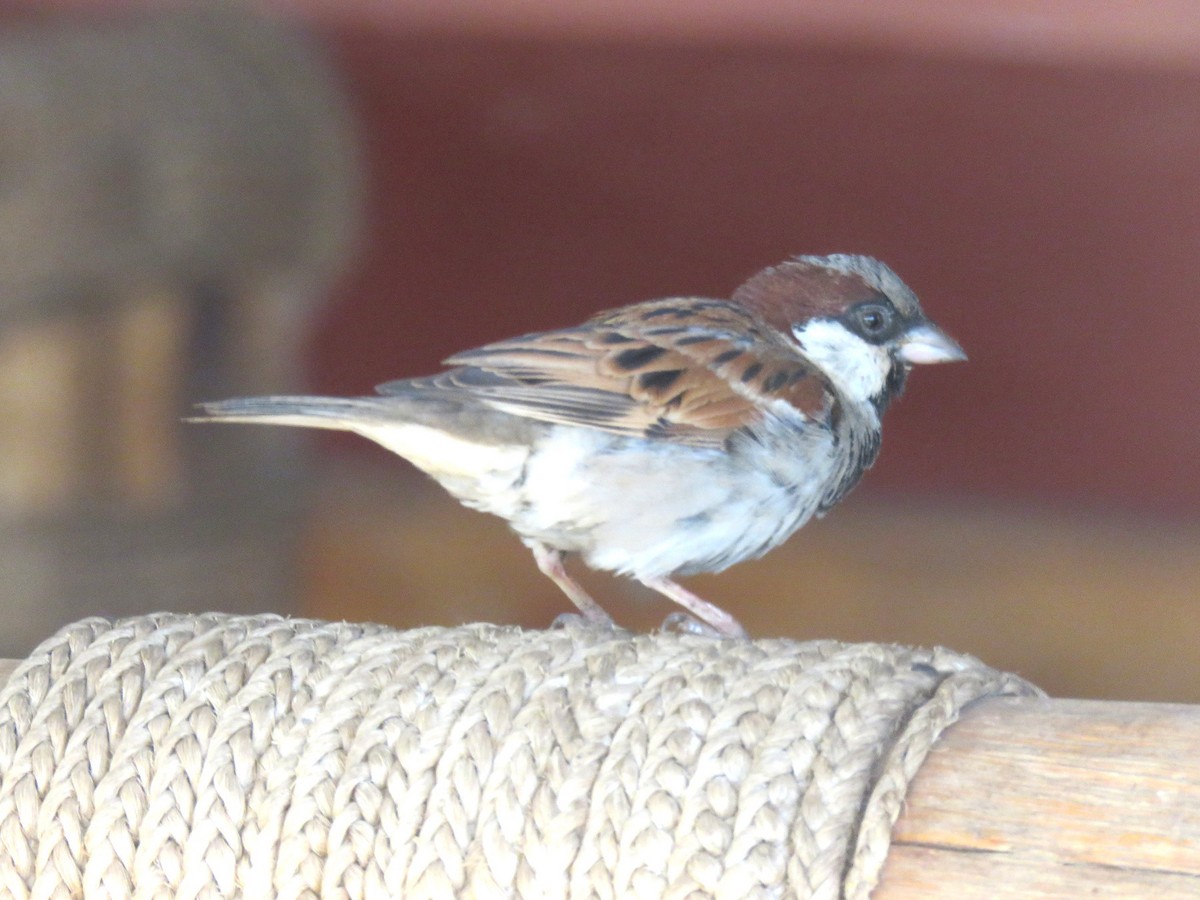 Moineau domestique - ML642207765