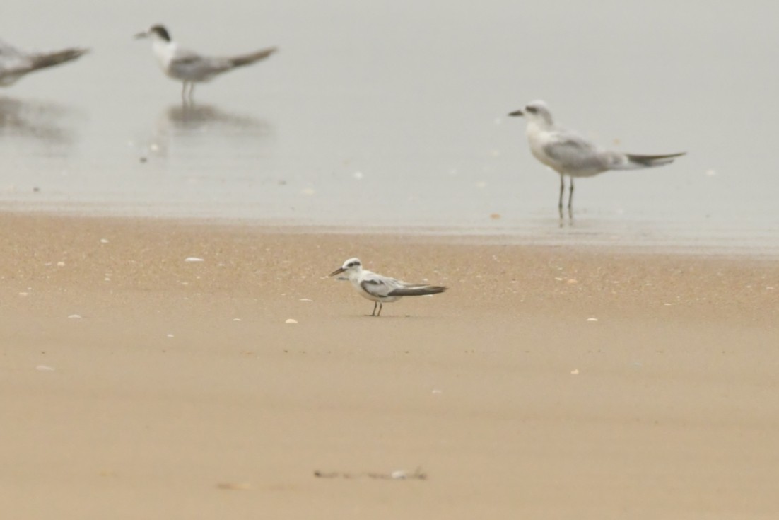 Saunders's Tern - ML642207774