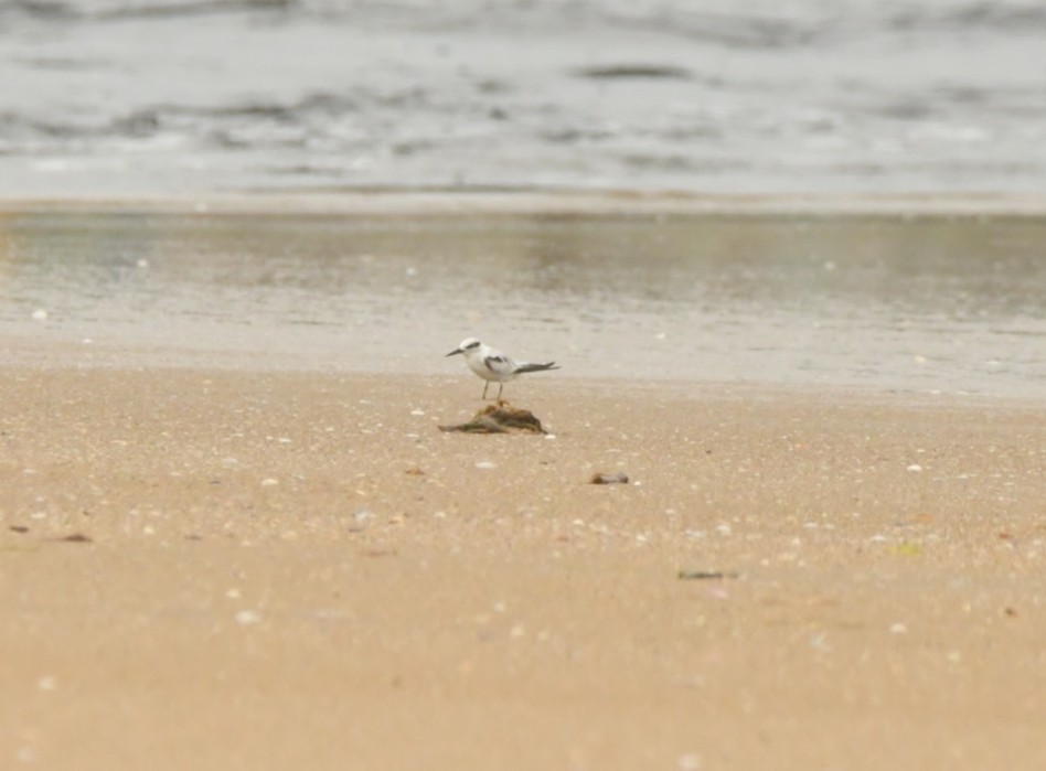 Saunders's Tern - ML642207775