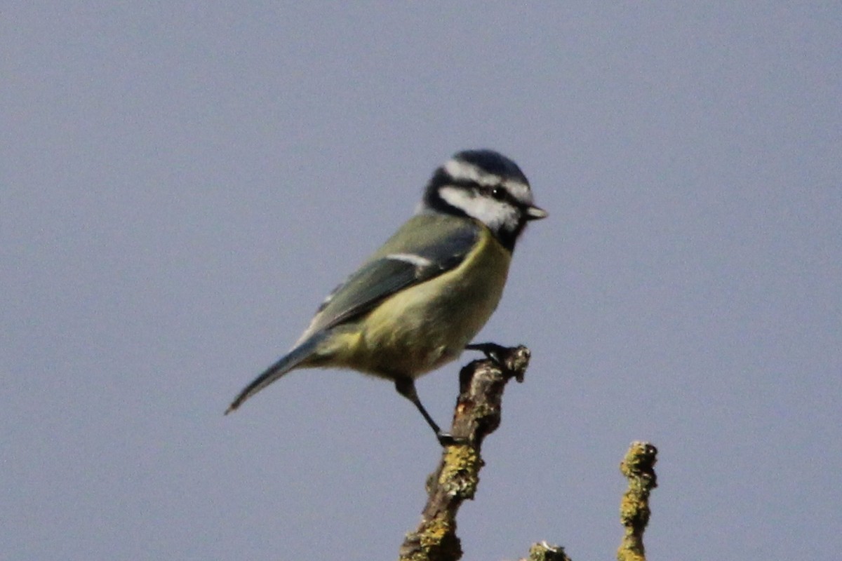 Eurasian Blue Tit - ML642207778
