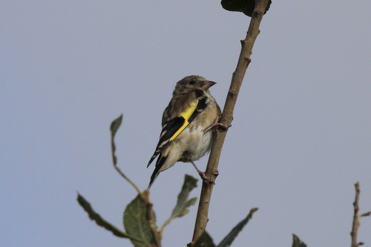 European Goldfinch - ML642207787