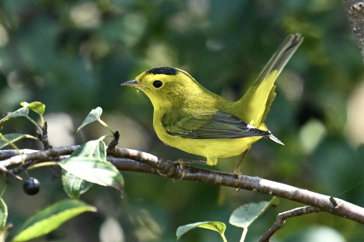 Малая вильсония - ML642207810
