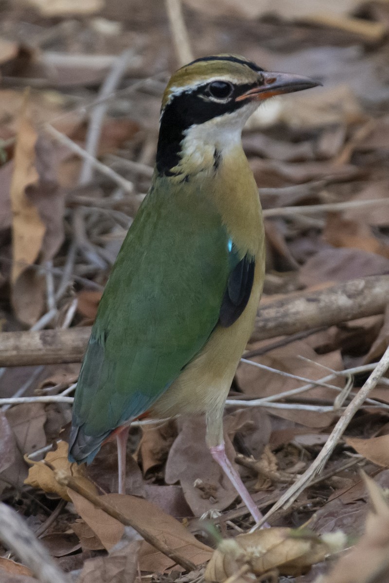 pita devítibarvá - ML642207877
