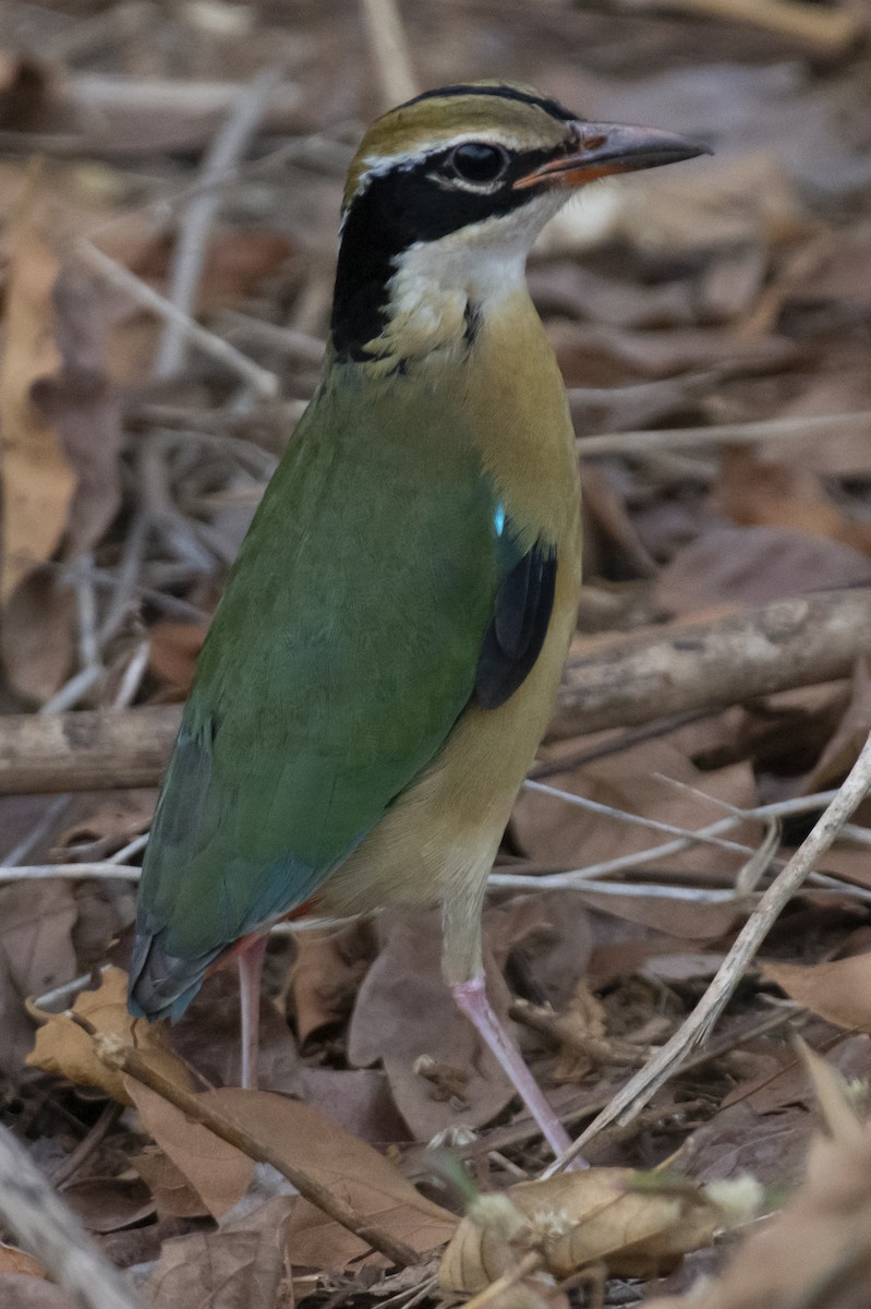pita devítibarvá - ML642207878