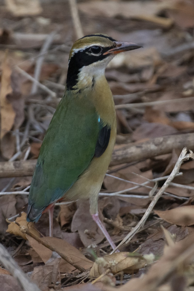 pita devítibarvá - ML642207882