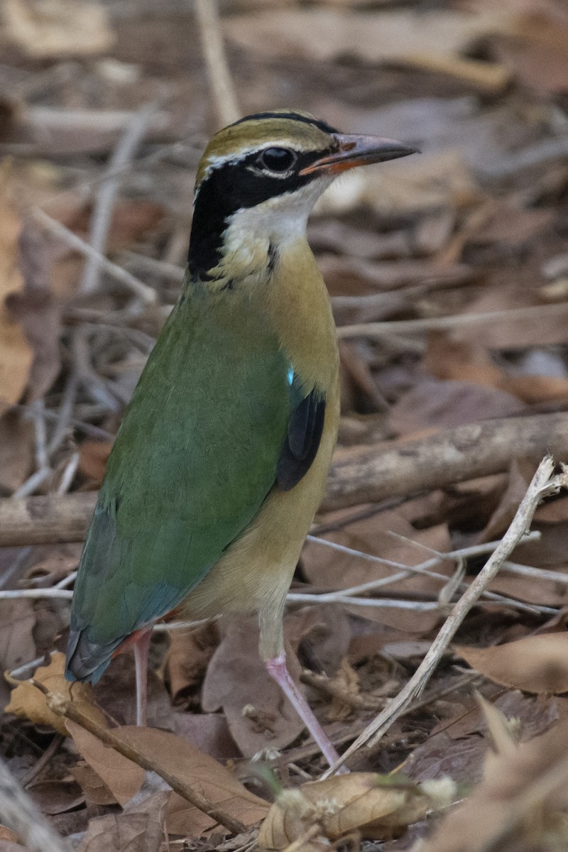 pita devítibarvá - ML642207883