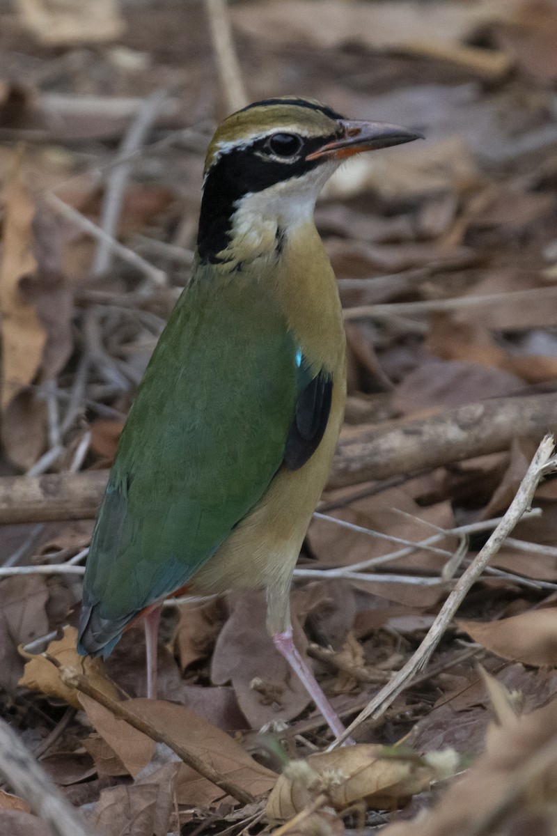 pita devítibarvá - ML642207884
